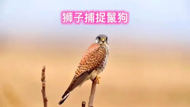 狮子大战鬣狗,没想到狮子愤怒起来这么猛动物世界狮子鬣狗野生动物零距离