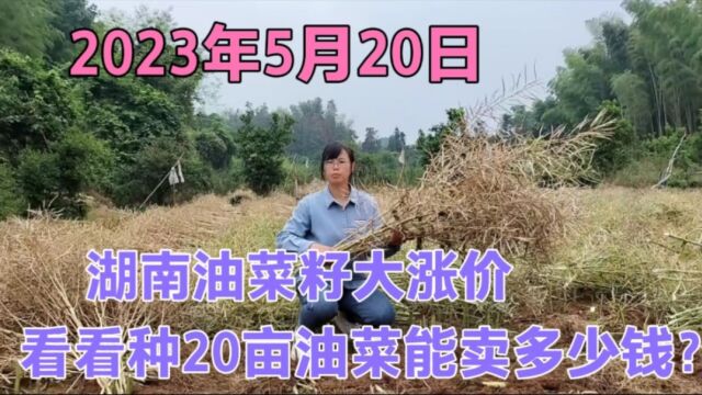 湖南油菜籽涨价太厉害了,看看种20亩地的油菜,能卖多少钱?