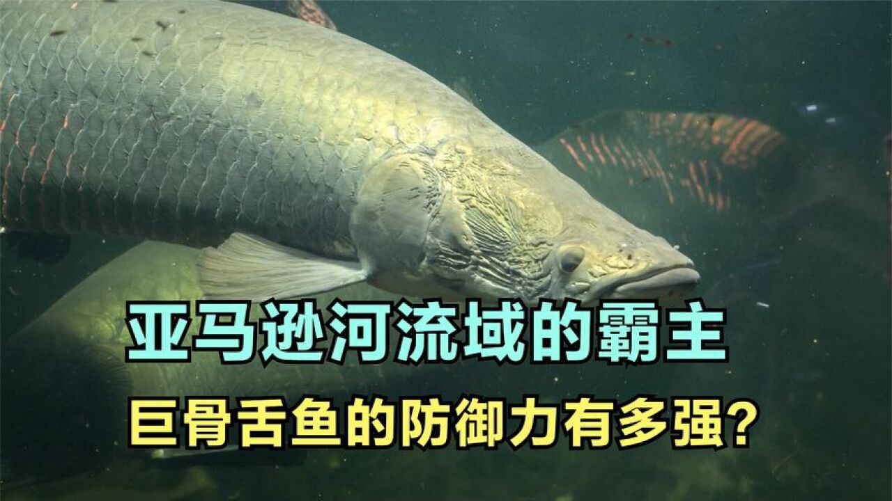 亚马逊河的霸主,把食人鱼当下酒菜的巨骨舌鱼,防御力有多强?
