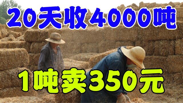 农村最新商机,20天3人收4000吨,1吨220元,不愁销路,操作简单