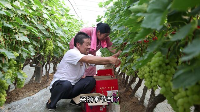 吃樱桃,别忘了欣赏沿途的风景