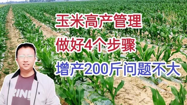 玉米高产管理,做好4个步骤,增产200斤问题不大