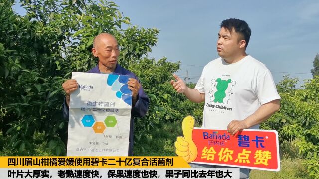 四川眉山市柑橘使用碧卡微生物菌剂,叶片油绿肥厚,老熟速度快