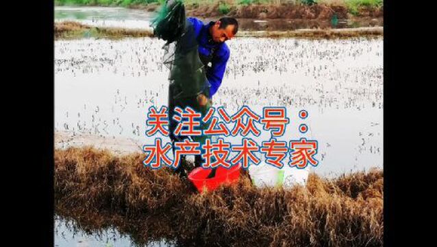 水产养殖虾蟹塘口冒气泡是怎么回事?