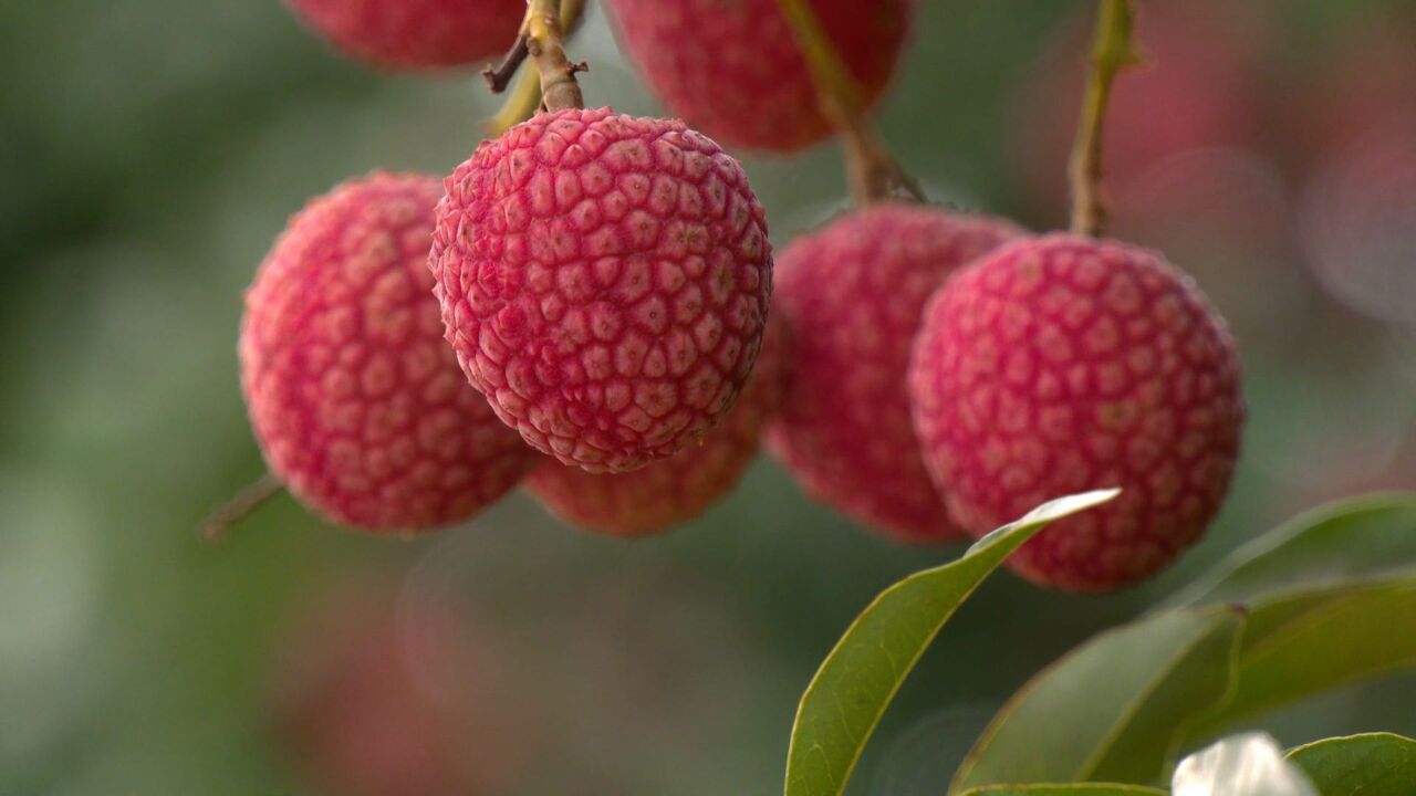 央视重磅直播关注湛江!遂溪荔枝实力火出圈,云集百家龙头采购商