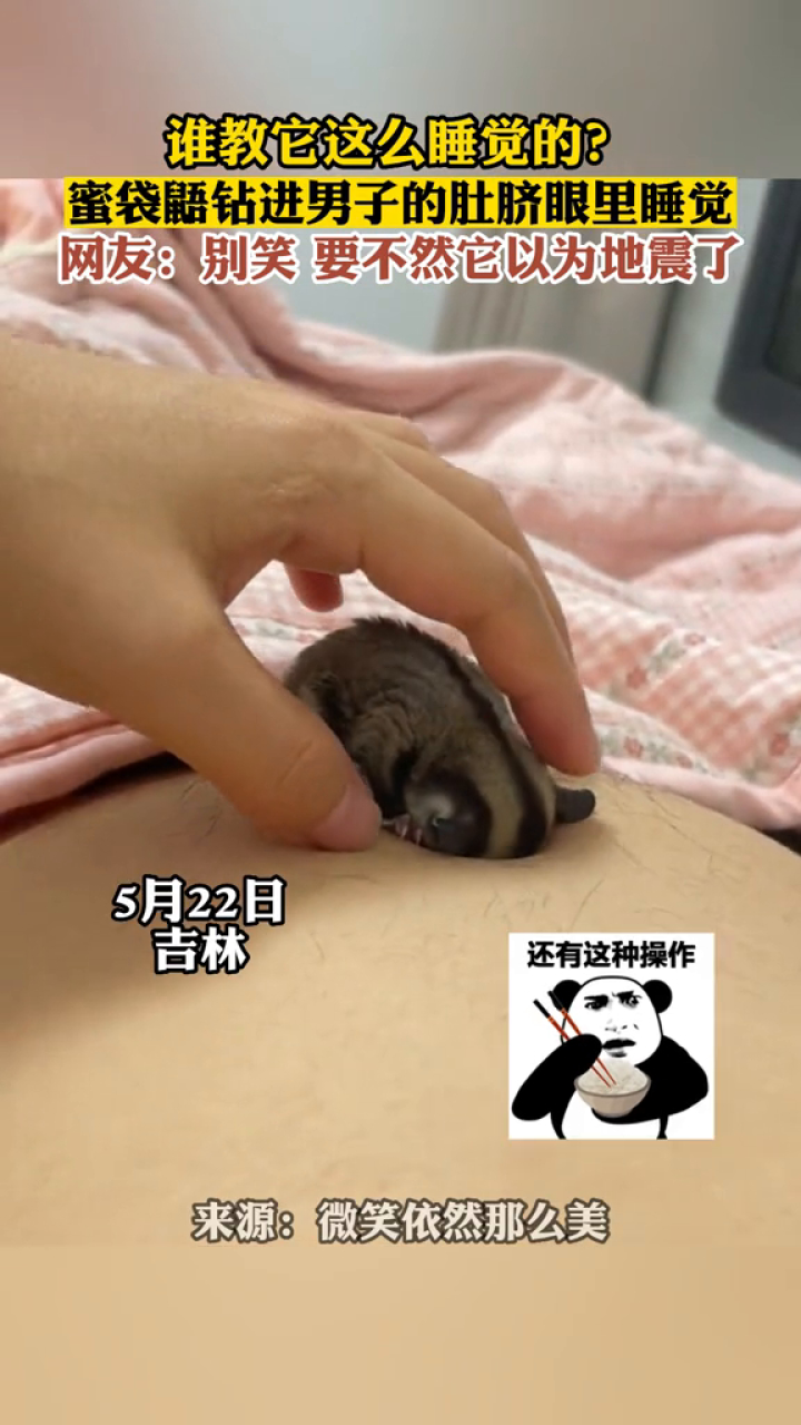 谁教它这么睡觉的?蜜袋鼯钻进男子的肚脐眼里睡觉