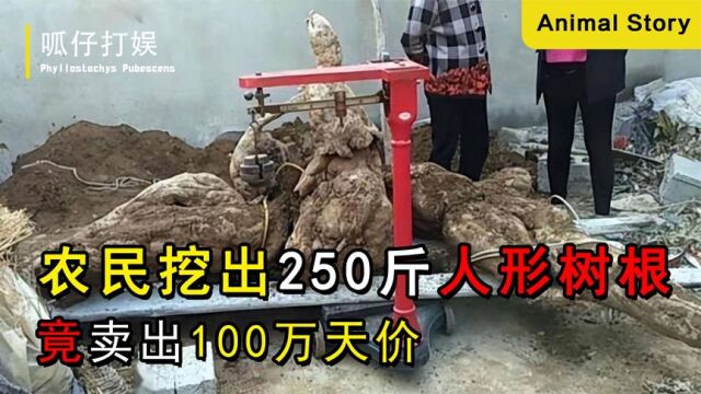 农民挖出250斤人形状树根,竟卖出100万天价,树根为何这么值钱?