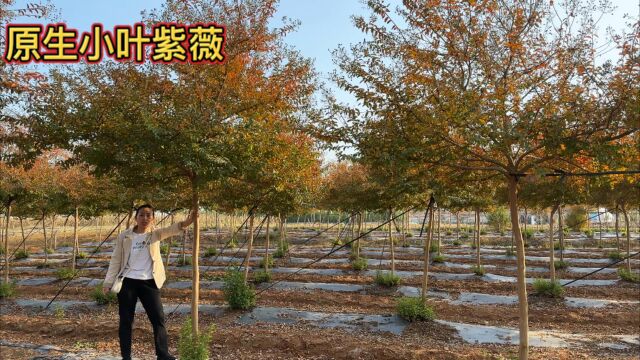 沂蒙山原生小叶紫薇15年才5公分,爆花时见花不见叶,绿化不敢用