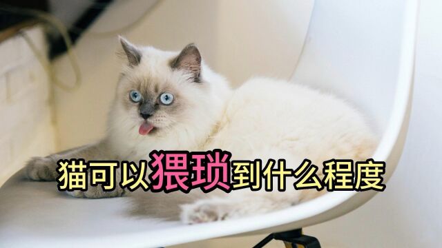 猫可以猥琐到什么程度