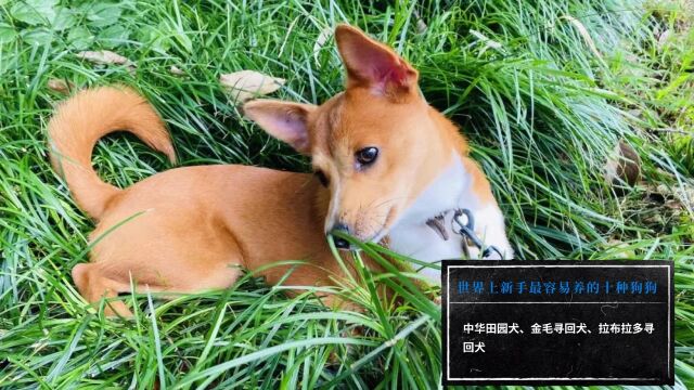 中华田园犬、金毛寻回犬、拉布拉多寻回犬