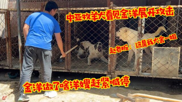 赵老板改犬舍金洋去帮忙,中亚见金洋展开攻击,金洋直接棍棒教训