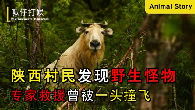 陕西村民发现野生怪物,牛身羊角性情凶猛,专家救援曾被一头撞飞