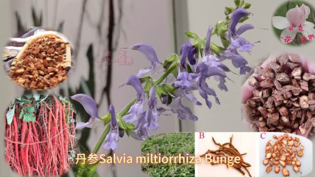 丹参Salvia miltiorrhiza Bunge