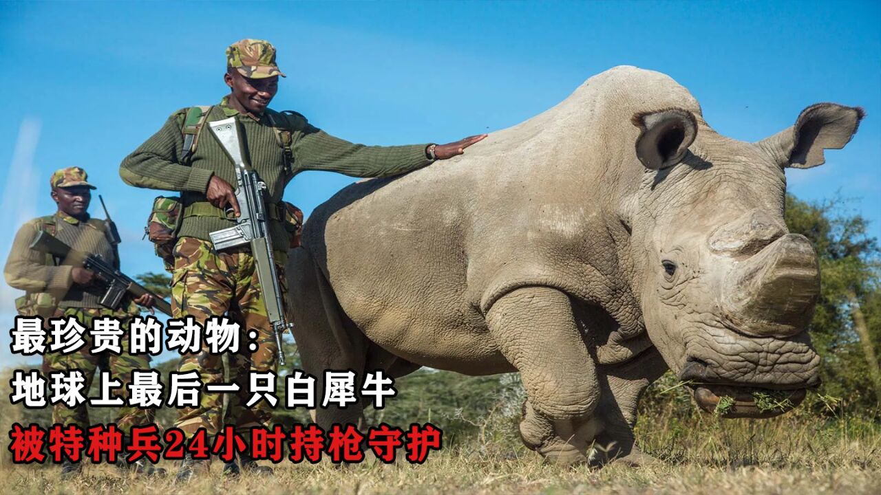 最"珍贵"的动物:地球上最后一只白犀牛,特种兵24小时持枪守护
