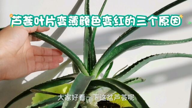 芦荟叶片变薄颜色变红的三个原因