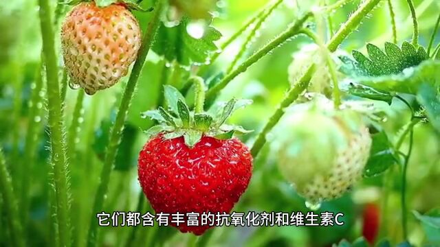 莓果有助于保护皮肤和增强免疫力