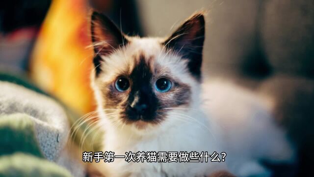 新手第一次养猫需要做些什么?