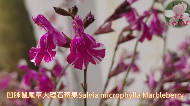 凹脉鼠尾草大理石莓果Salvia microphylla Marbleberry