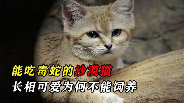 沙漠猫长相乖巧,体重不到3公斤却能捕猎毒蛇,饲养后为何活不久