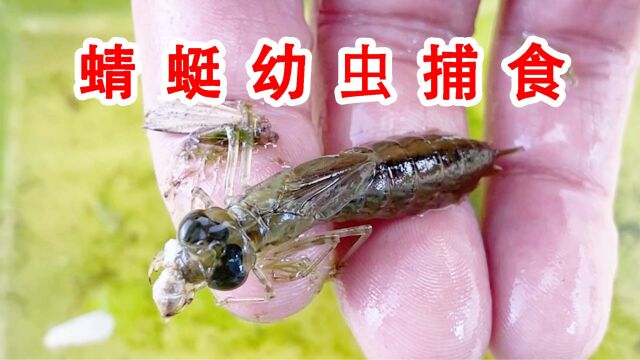 水中霸王!凶猛的蜻蜓幼虫捕食!