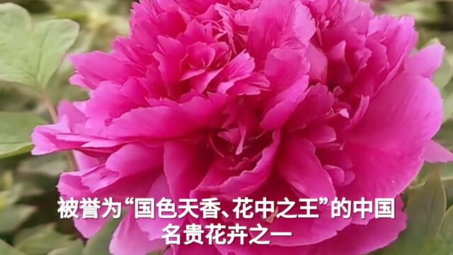 牡丹我们眼中的花中之王,心中的国民之花,国色天香