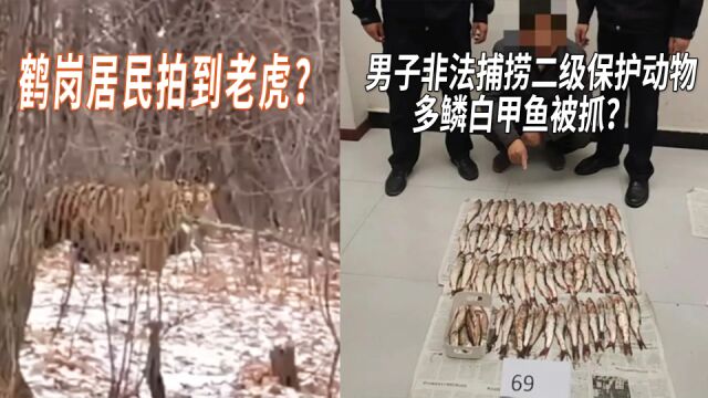 男子非法捕捞二级保护动物多鳞白甲鱼被抓?鹤岗居民拍到老虎?