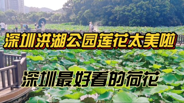 深圳洪湖公园荷花太美