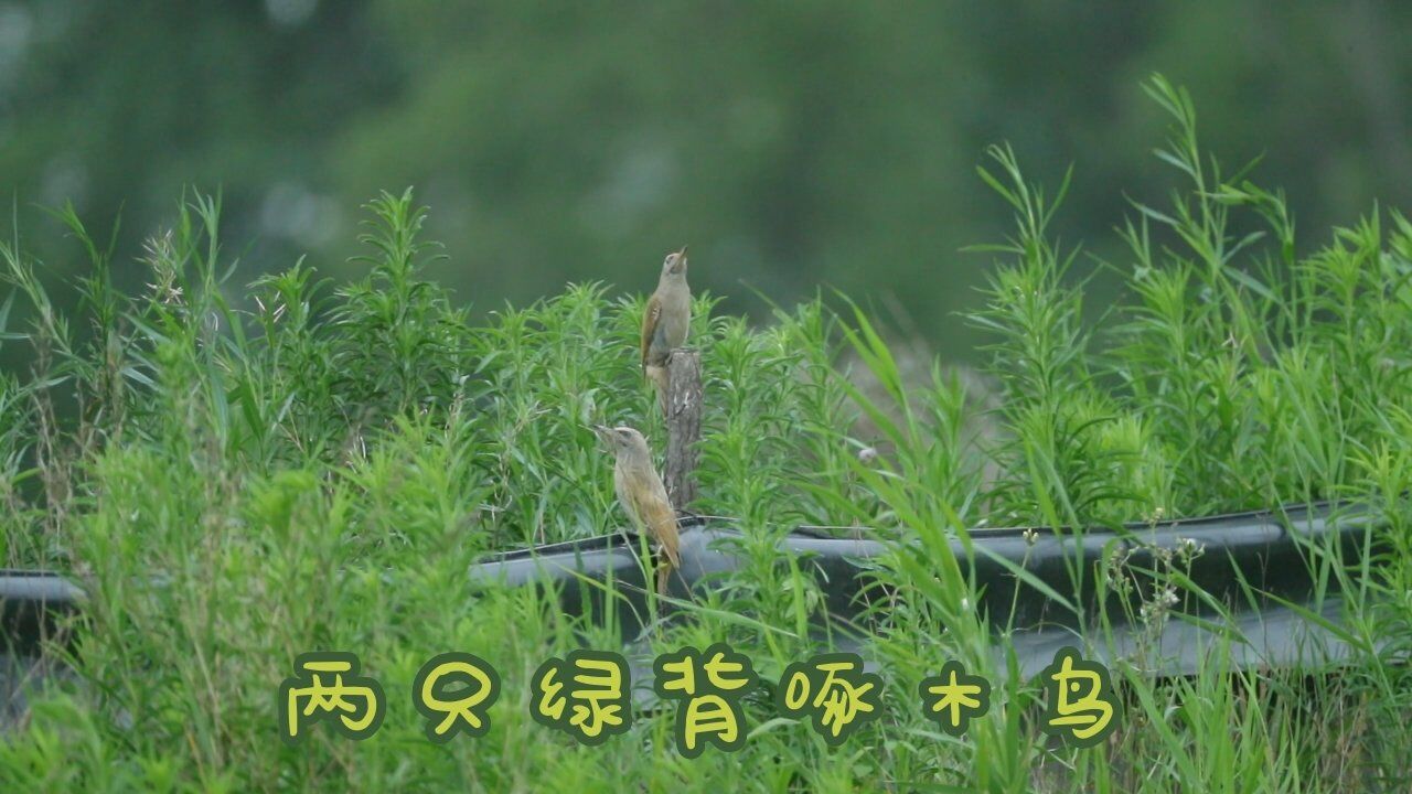 两只緑背琢木鸟_高清1080P在线观看平台_腾讯视频