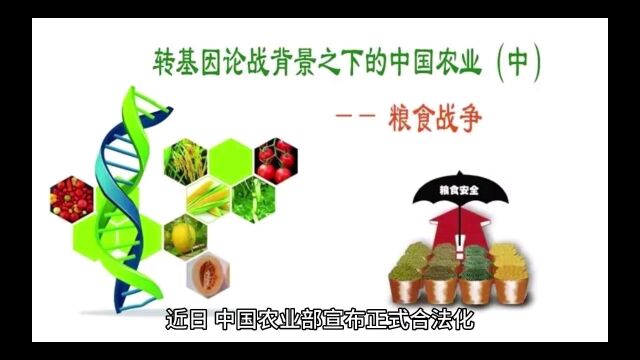 转基因农作物被中国合法化了,转基因到底安不安全?!