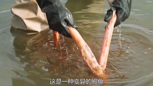 《血湖》第13集男人捡到一条小鳗鱼，却因此丢掉了小命