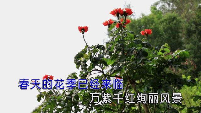 丁晓晖花开的声音(原版)红日蓝月KTV推介