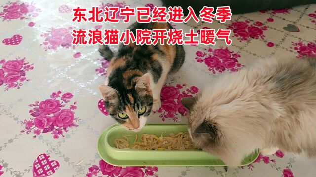 天冷了,小院流浪猫会冷会饿到吗?放心给烧土暖气,还经常喂肉吃