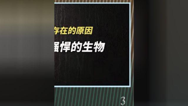 巨齿鲨真的灭绝了吗?巨齿鲨可能存在的10个原因