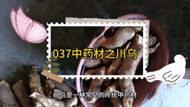 037中药材知识分享之川乌