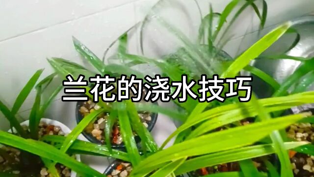 养兰花浇水技巧,细节满满,让你的兰花茁壮成长