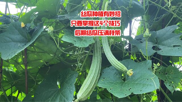 丝瓜种植有妙招,只要掌握这4个技巧,后期结瓜压满枝条