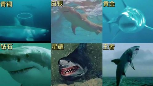 假如影视里的鲨鱼有段位，从青铜到王者，段位越高越凶猛。#海洋动物 #鲸鲨 #大鲨鱼 #鲨鱼