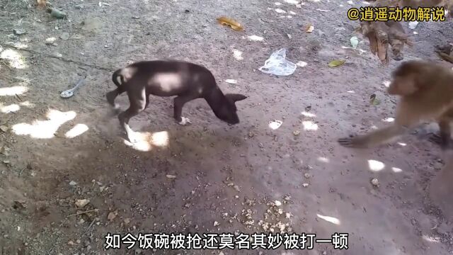 二黑的饭碗被猴子一把打翻在地,还遭到泼猴的疯狂暴揍#动物世界#野生动物#猴子#神奇动物在#创作灵感