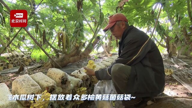 木瓜树下种植榆黄菇 农业种植新模式