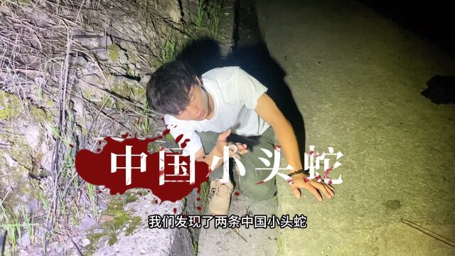 第7集 被科普的中国小头蛇夫妇#蛇#科普#户外