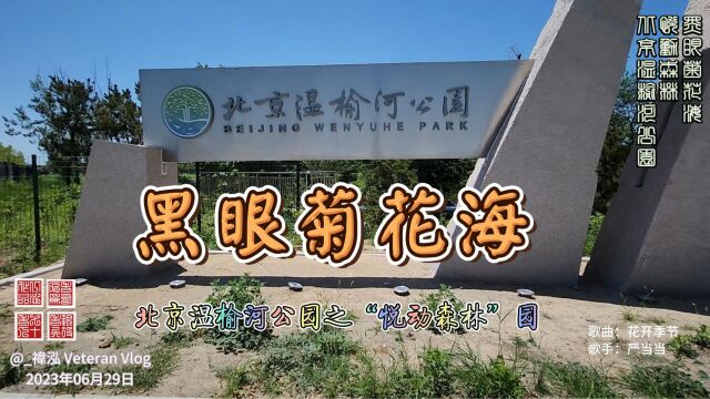 黑眼菊花海,北京温榆河公园“悦动森林”园区