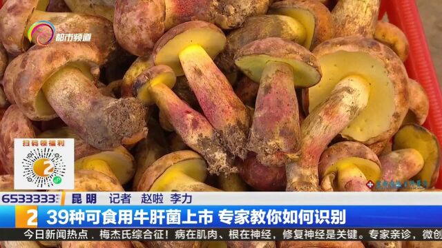 39种可食用牛肝菌上市 专家教你如何识别