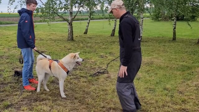 别被忠犬八公骗了,这才是真实的秋田犬.#萌宠成精了