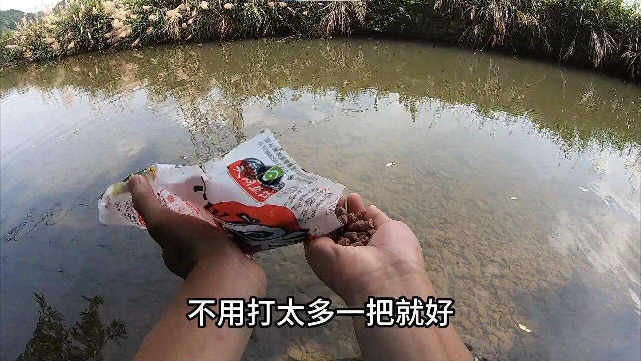 37度高温天气，溪流鱼口还真不错！