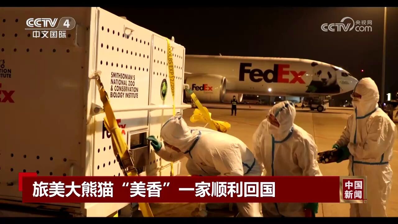 旅美大熊猫“美香”一家顺利回国_腾讯视频