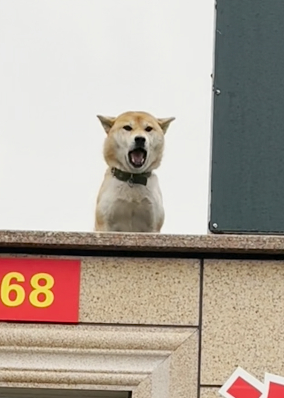 归心似箭狗子走丢17天见到主人高兴打鸣