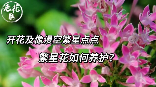 开花及像漫空繁星点点,繁星花如何养护?