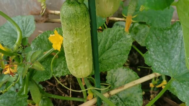 小镇种花日记,连续下雨两个月,楼顶上就黄瓜长的还可以了