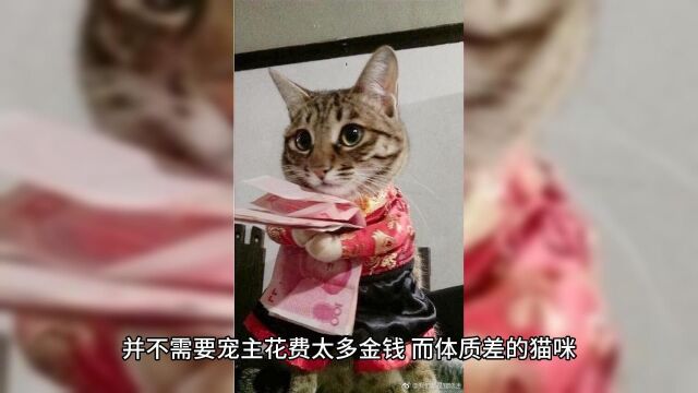 老人常说的“旺财猫”,这些特点