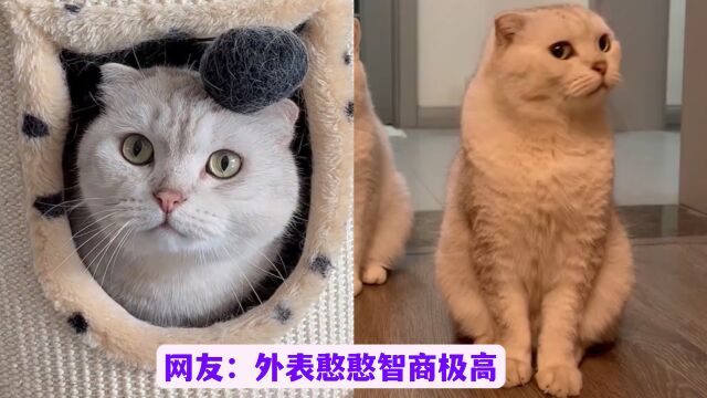 草莓:一只有偶像包袱的猫咪,网友:又憨又聪明的修边猫